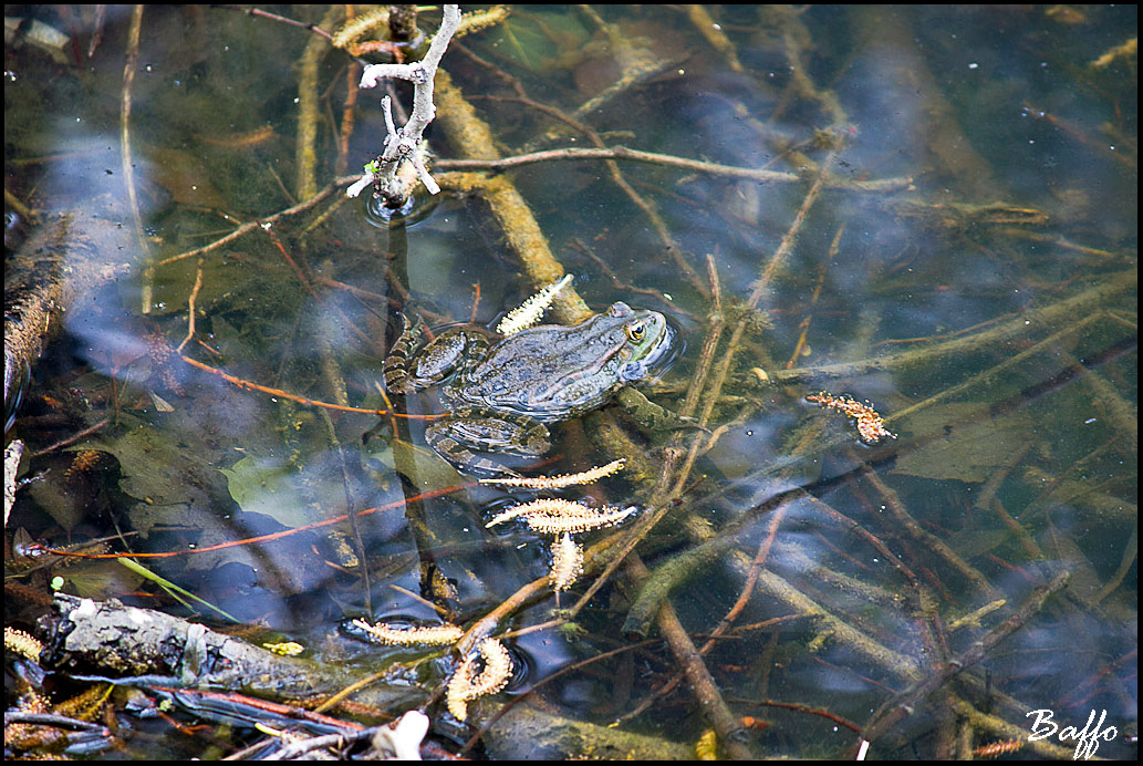 Sono tre tipi diversi oppure maschi e femmine? Pelophylax-TS